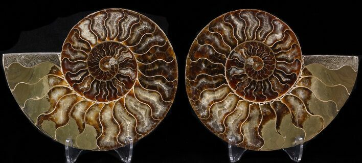 Cut & Polished Ammonite Fossil - Agatized #39506